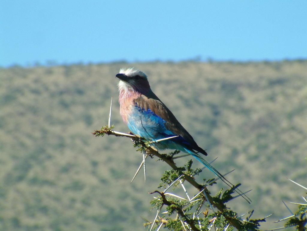 17-Lilac-breasted Roller.jpg - Lilac-breasted Roller